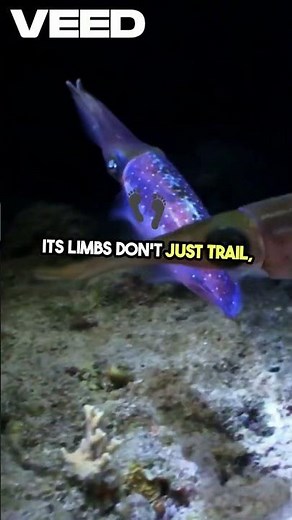 The Alien Squid With Elbows – Bigfin Squid | The Desi Creature #shorts