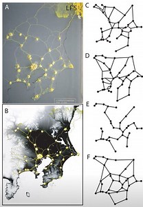High IQ Japanese Used Slime Mold Spreading Behavior To Design Super Efficient Tokyo Railway Network