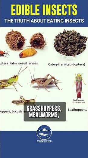 Edible Insects: The Protein-Packed Future of Food!