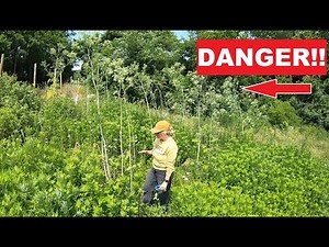 006 - Poisonous Hemlock Identification and Removal