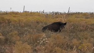 Big boar stand off! #hoghunts #predatorhunts #hogs #wildboarhunts #hoghunting #thermals #thermalhunting #westernoklahomatrophyoutfitter #hunting