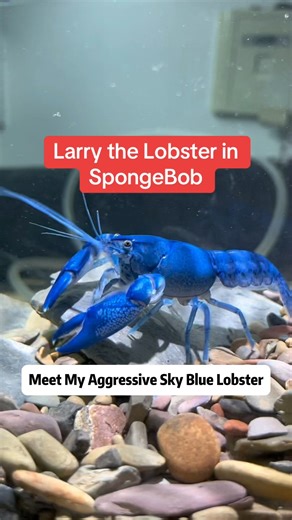 Animaltalkz on Instagram: "Meet My Aggressive Sky Blue Lobster – The Ultimate Tank Setup I couldn't resist getting this stunning Artificial Sky Blue Lobster. #larry #spongebob #bikinibottom #aquariumlife #funnyaquarium #fyp #foryou #fy #satisfying #interesting #animalstalkz #animals #animalsofinstagram"