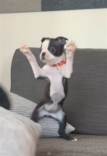 Zoomies: Fun Moments with Mini Pinschers and Boston Terriers