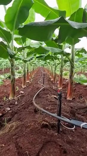 Plantain Harvesting: A Comprehensive Guide for Farmers