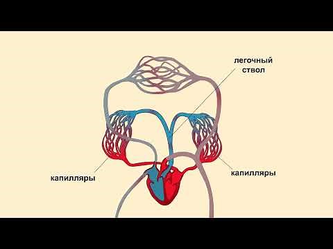 Малый круг кровообращения
