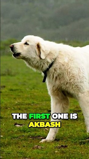 Akbash - Powerful Anatolian Livestock Protector