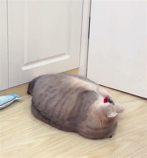 Unveiling the Mystery of Silkworm Pupae - A Must-Watch