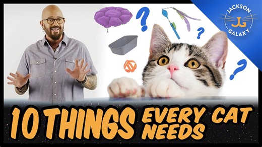 Everything You Need for Your Cat -10 Cat Essentials for New Guardians