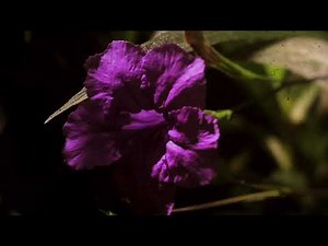 Danit Treubig - Guacamayo (Shapers remix)