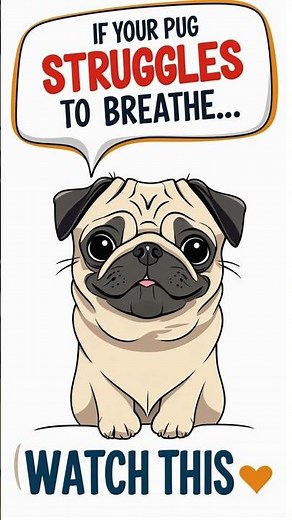 Instantly Improve Your Pug's Breathing with 2 Life-Saving Tips
