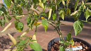 17 reactions | AJI OMNICOLOUR CAPSICUM BACCATUM Aji Omnicolour...