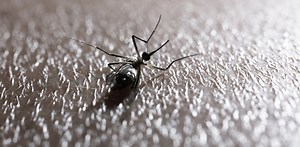 Unusual conditions: delusional infestation with insects or spiders