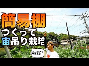 Aerial cultivation on shelves [pumpkins, watermelons, bitter melons, loofahs, gourds, etc.]