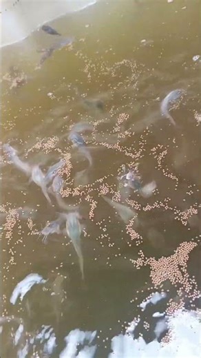 Alimentation des poissons 🎏🐟🎏 #agrobusiness #alevin #animals #elevage #farming