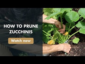 How to Prune Zucchinis