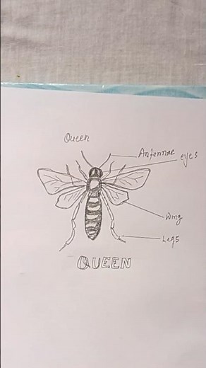Queen Honey Bee Diagram 🐝👑 | Labeled Biology Diagram