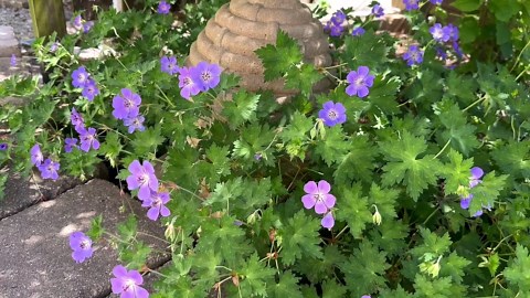 Hardy Geraniums - Why You Need These Perennials