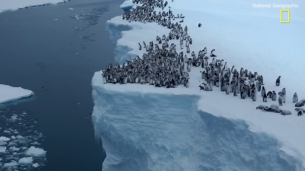 Incredible moment hoards of baby penguins jump from a 50ft ice cliff - and survive