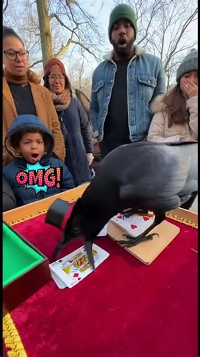 This Crow is a Better Magician Than You! 🎩🐦 #shorts