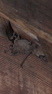 Billy arrives to help with hundreds of bats invading the attic of a home. #BillyTheExterminator | Billy the Exterminator on A&E