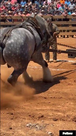 Clydesdale breaks record pulling full load of bricks in North Carolina