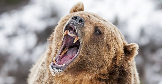 The 10 Largest Bears That Still Roam the World Today