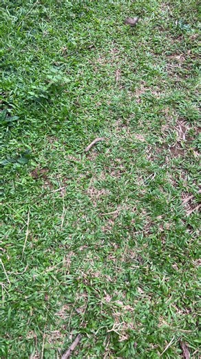 #viral?videotiktok😇😇#Transline