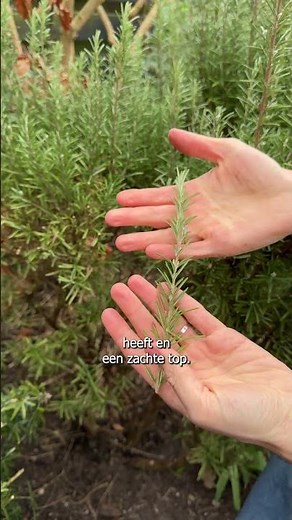 Intratuin - Plant First Aid - How do you propagate woody herbs?