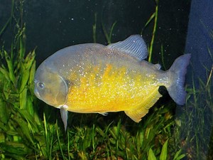 Pygocentrus piraya - Alchetron, The Free Social Encyclopedia