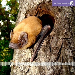 48 reactions · 17 shares | One of the largest bat species in the UK is the noctule. It is also one of the bats that can often be seen before sunset. Have you heard their distinctive echolocation calls with a bat detector? Find out more about UK bats here: https://www.bats.org.uk/about-bats/what-are-bats/uk-bats | Bat Conservation Trust | Facebook