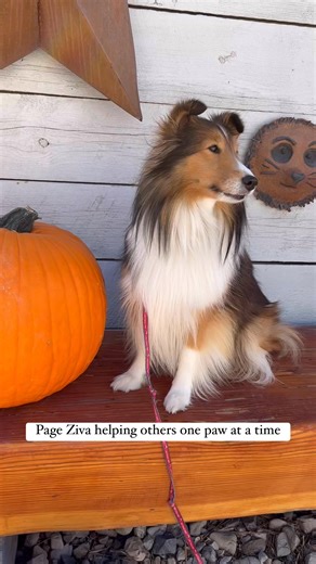 Happy Fall | Ziva- Helping Others One Paw at a Time