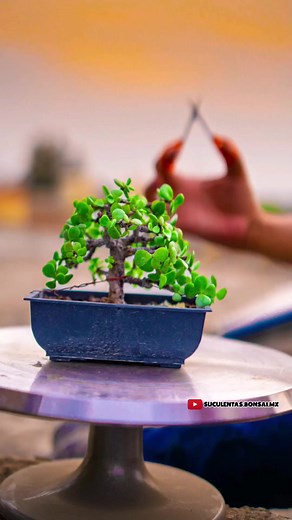 Little Bonsai Pruning Techniques for Beginners