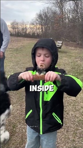 Cattails Explained | nature's ultimate prank