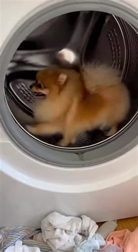 Lina Love 🐰 on Instagram: "200M views in 30 days. 📈 I didn't just get lucky - I used a specific strategy that most creators ignore. I broke down exactly how I did it (and how you can copy it) in a private case study. 🤫 Comment the word 'BUNNY' below and I’ll DM you the full breakdown instantly. 👇 My little guy found a new way to get his zoomies out. He's running a marathon in there!"