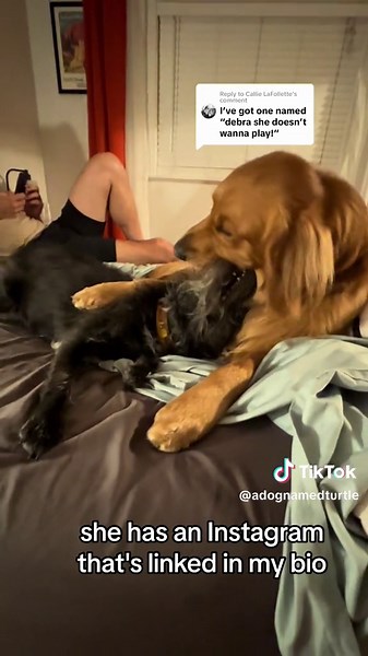 The Tale of Turtle: A Mischievous Golden Retriever Villain