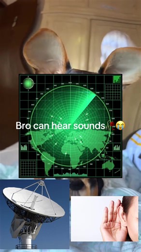 Understanding How Dogs Perceive Sound