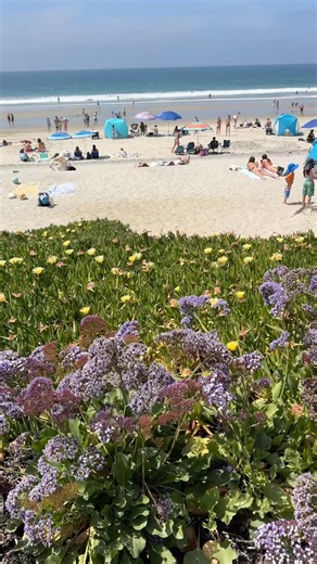 Soft white Sand, Aqua clear ocean & Spring Blooms | Del Mar Beach spring break, California 3/2026
