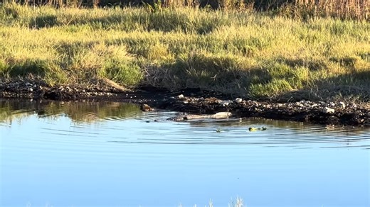 Trapping in gator water after dark was almost a disaster