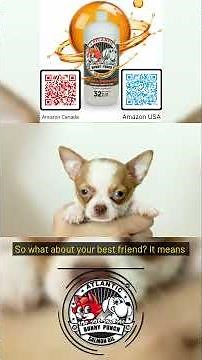 What Really Happens When Dogs Cross the Rainbow Bridge