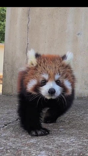 Are you ready? Your little cutie is coming.#fy #fyp #trending #cute #redpanda #cutie #iamcoming