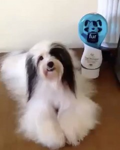 "Confident and beautiful with the help of FURMAGIC SHAMPOO Buti nlng nkilala ko ang furmagic dati human shampoo lang gamit ko sa kanya ..at na curious ako sabi kasi nila maganda daw ang furmagic.. nag try ako and wow sobrang compatible talaga siya sa fur ng baby ko .. at ang bango tumatagal ng 5days partida suklay suklay lang katapat ng Fur ni Tiny sobrang love na namin ang furmagic Thank you Furmagic!" - Ellaine Victorio | Furmagic
