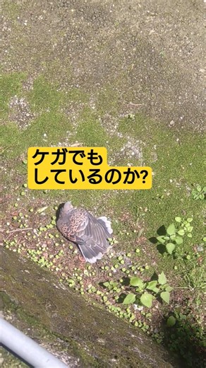 キジバトが変な姿で横たわっていました