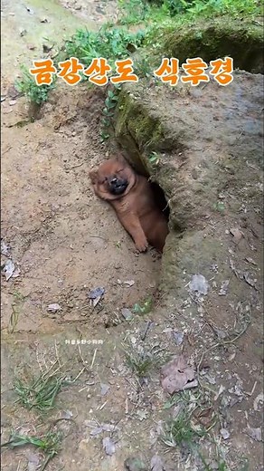 욕구 중, 으뜸은 ?? #쇼츠 #funny #눈요기