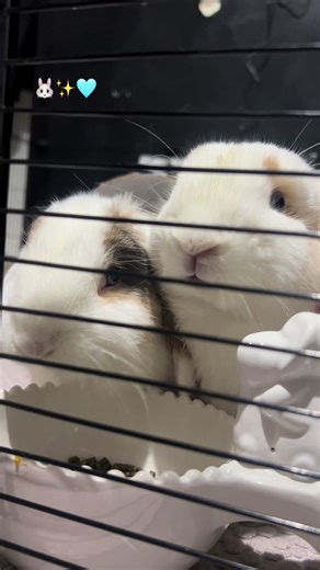 The Adorable Sounds of Mini Lop Bunnies