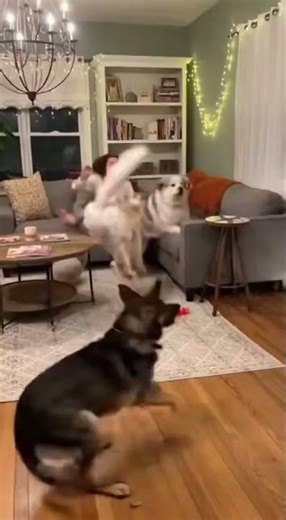 I CAN’T STOP LAUGHING!! 😂😂 that’s an evil chicken!!