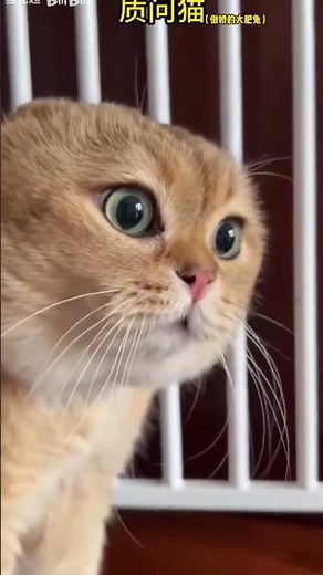 This cat meme sound is permanently rented in my brain 🧠