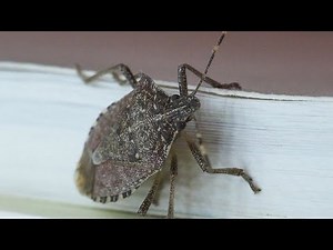 "Ultimate Stink Bug Repellent Guide: Keep Your Home Bug-Free!"
