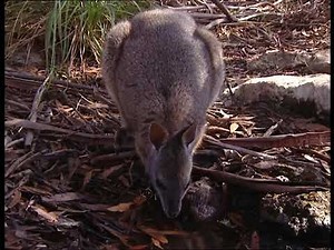 Chroniques de l'Australie sauvage - Episode 11: Un monde trop dur.