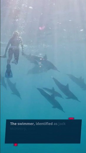 Barracuda Attacks Swimmer!