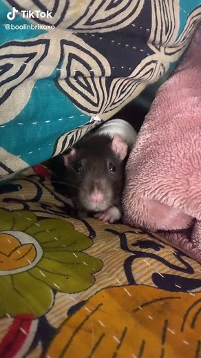 Understanding Rat Sneezes and Respiratory Health